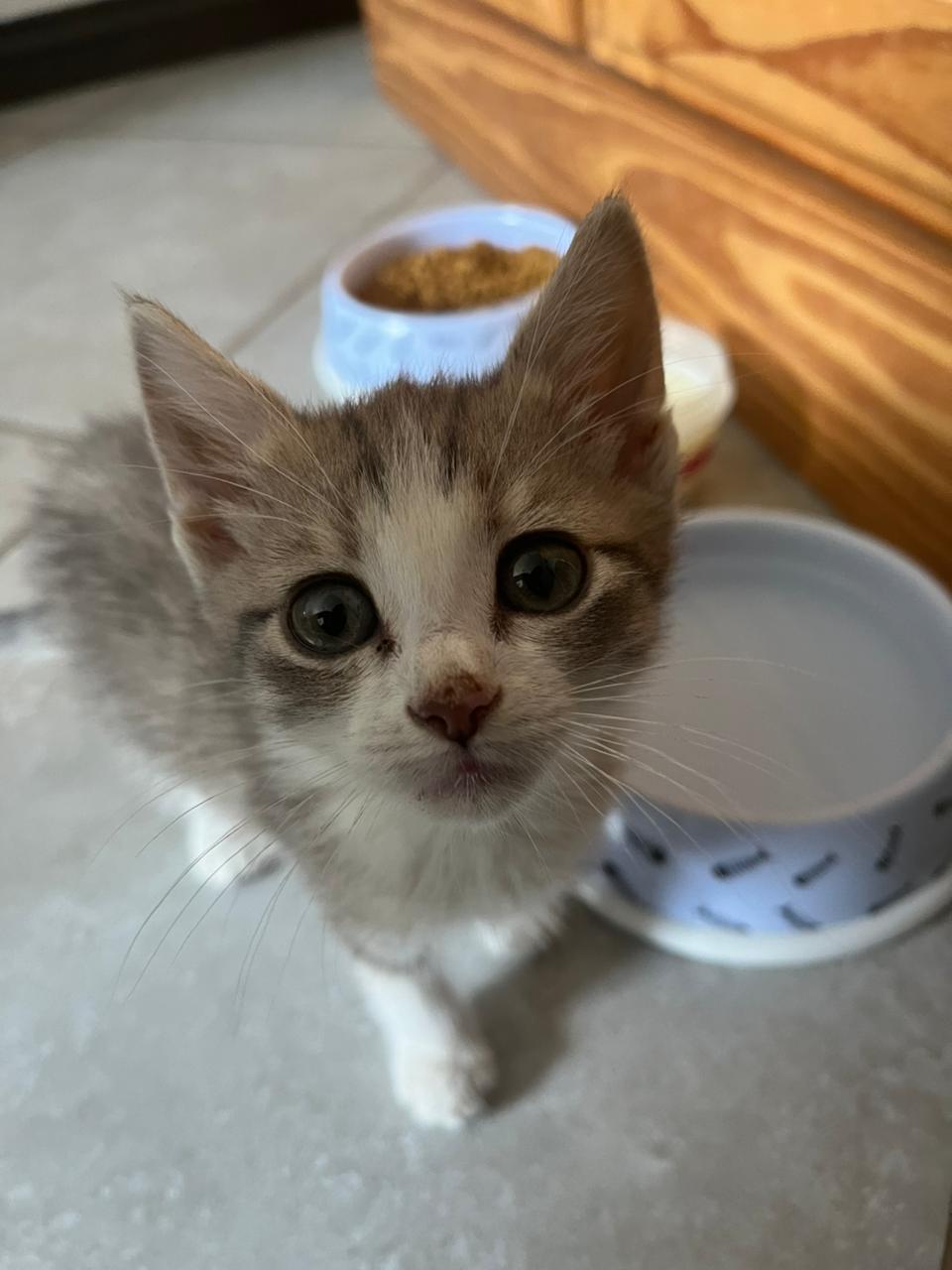 How to Care for a 6-Week-Old Kitten (Real Experience & Feeding Tips)